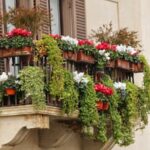 Hogyan díszítsük az erkélyt növényekkel
